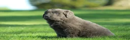 Newfoundland dogs for sale: Molly - Ad 2