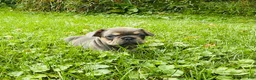 French Bulldog dogs for sale: Bella - Ad 11