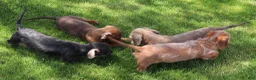 Miniature Dachshund dogs for sale: Barbie blue/tan wirehair female - Ad 17