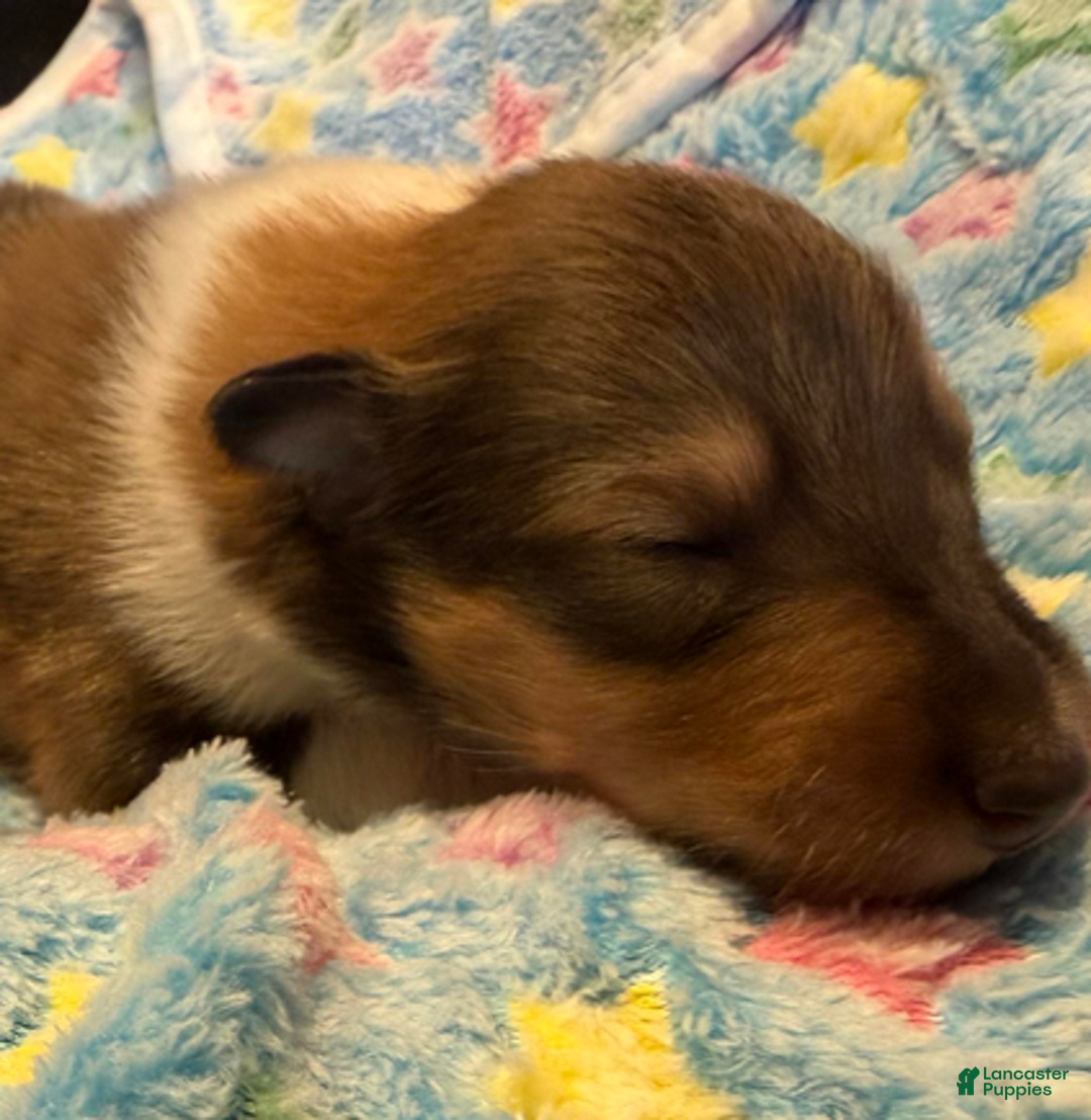 Collie dogs for sale: Peter - Ad 3