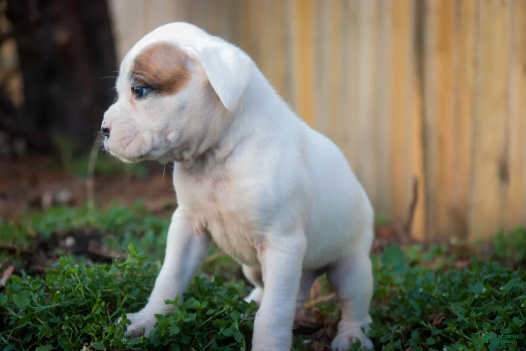 Boxer dogs for sale: Spot - Ad 2