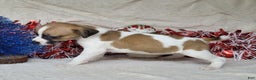 Jack Russell Terrier dogs for sale: FUDGE - Ad 4