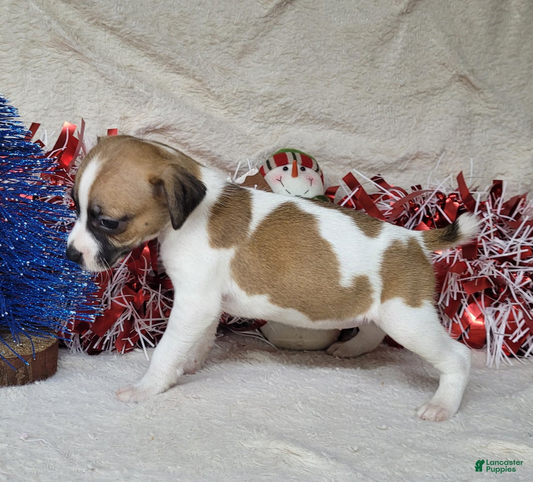 Jack Russell Terrier dogs for sale: FUDGE - Ad 4