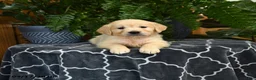 Golden Retriever dogs for sale: Hamlet - Ad 2