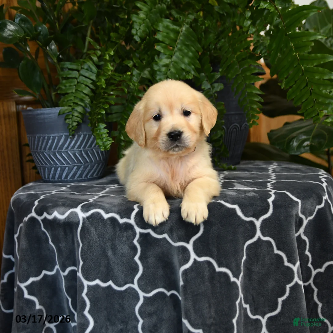Golden Retriever dogs for sale: Hamlet - Ad 2