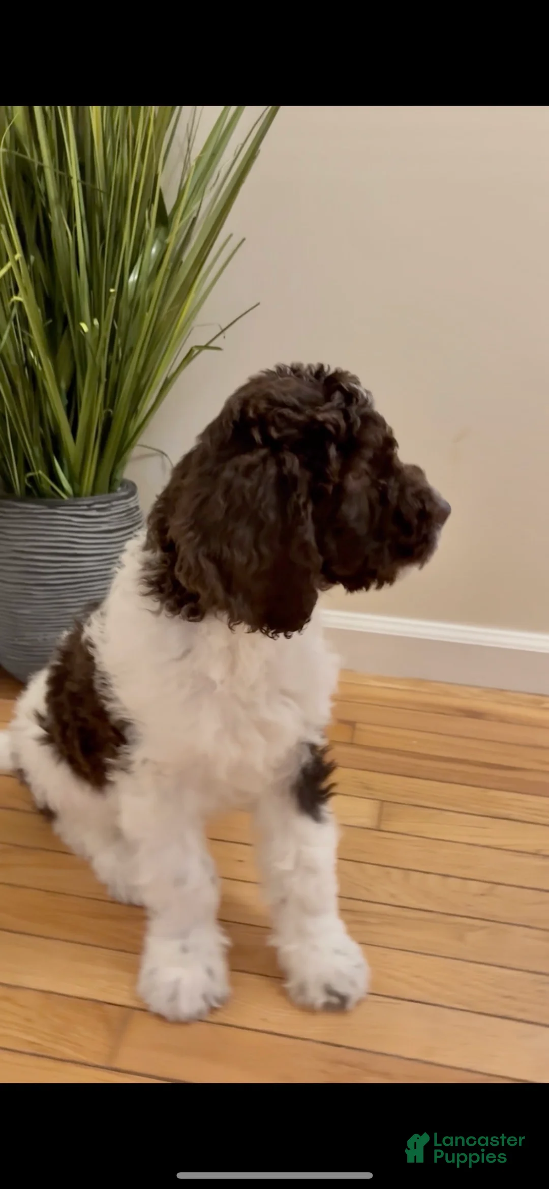 Double Doodle dogs for sale: Prancer - Ad 2