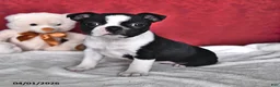 Boston Terrier dogs for sale: Joyce - Ad 1