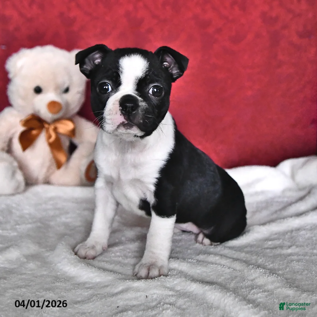 Boston Terrier dogs for sale: Joyce - Ad 1
