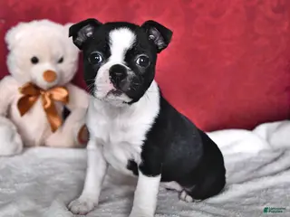 Boston Terrier dogs for sale: Joyce - Ad 3