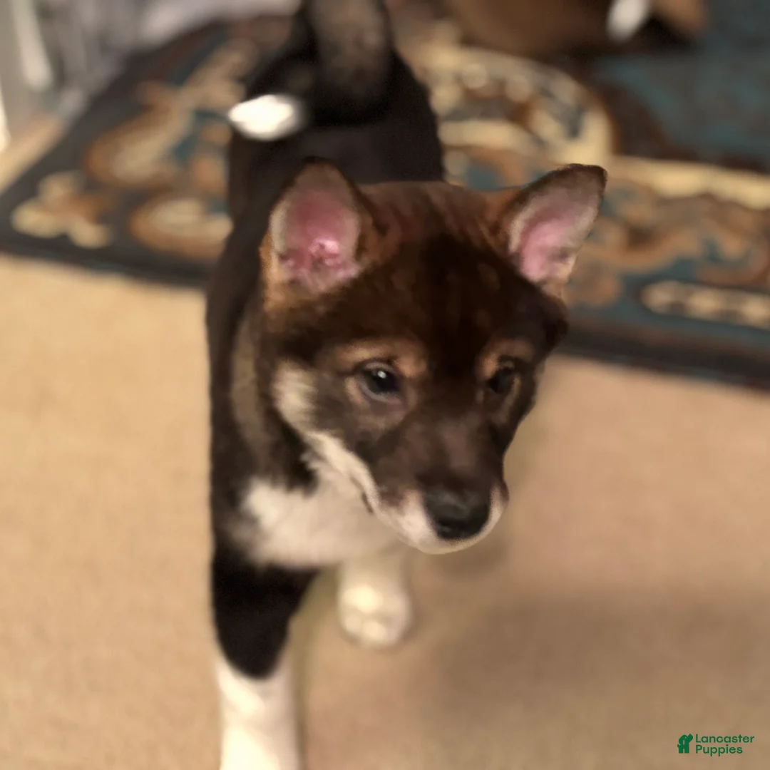 Shiba Inu dogs for sale: Shiba Inu Puppy 2 - Ad 2