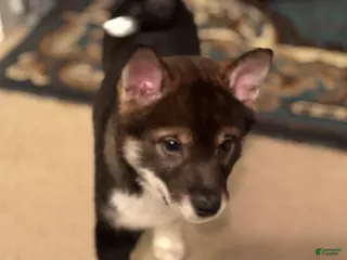 Shiba Inu dogs Shiba Inu Puppy 2 - Ad 5