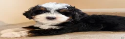 Mini Bernedoodle dogs for sale: 🩵IN BOSTON MASSACHUSETTS AREA🩵TINY TRADITIONAL TRI COLOR🩵MINI BERNEDOODLE🩵 - Ad 4