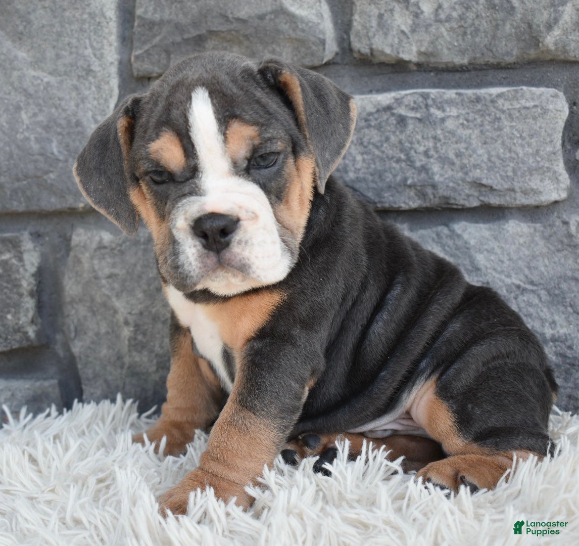 Beabull dogs Bubba  - Ad 1