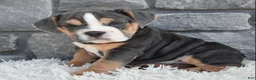 Beabull dogs for sale: Bubba  - Ad 1