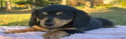 Miniature Dachshund dogs for sale: Etta - Ad 6