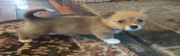 Welsh Corgi Pembroke dogs for sale: Black collar  - Ad 2