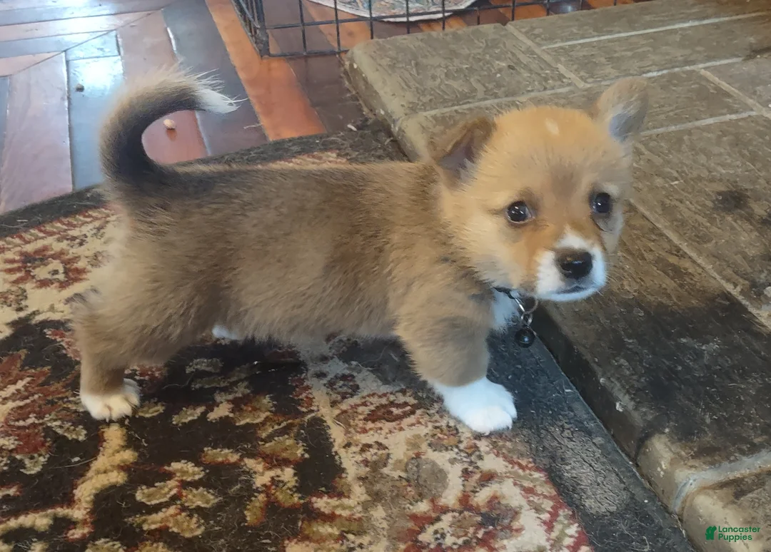 Welsh Corgi Pembroke dogs for sale: Black collar  - Ad 2