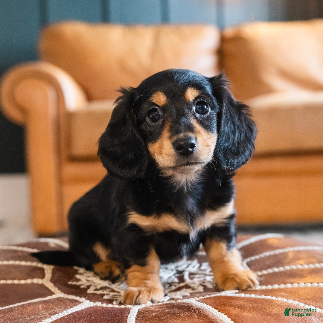 Dachshund dogs for sale: Trixie - CHRISTMAS PUPPY! - Ad 1