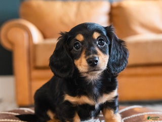 Dachshund dogs Trixie - CHRISTMAS PUPPY! - Ad 2