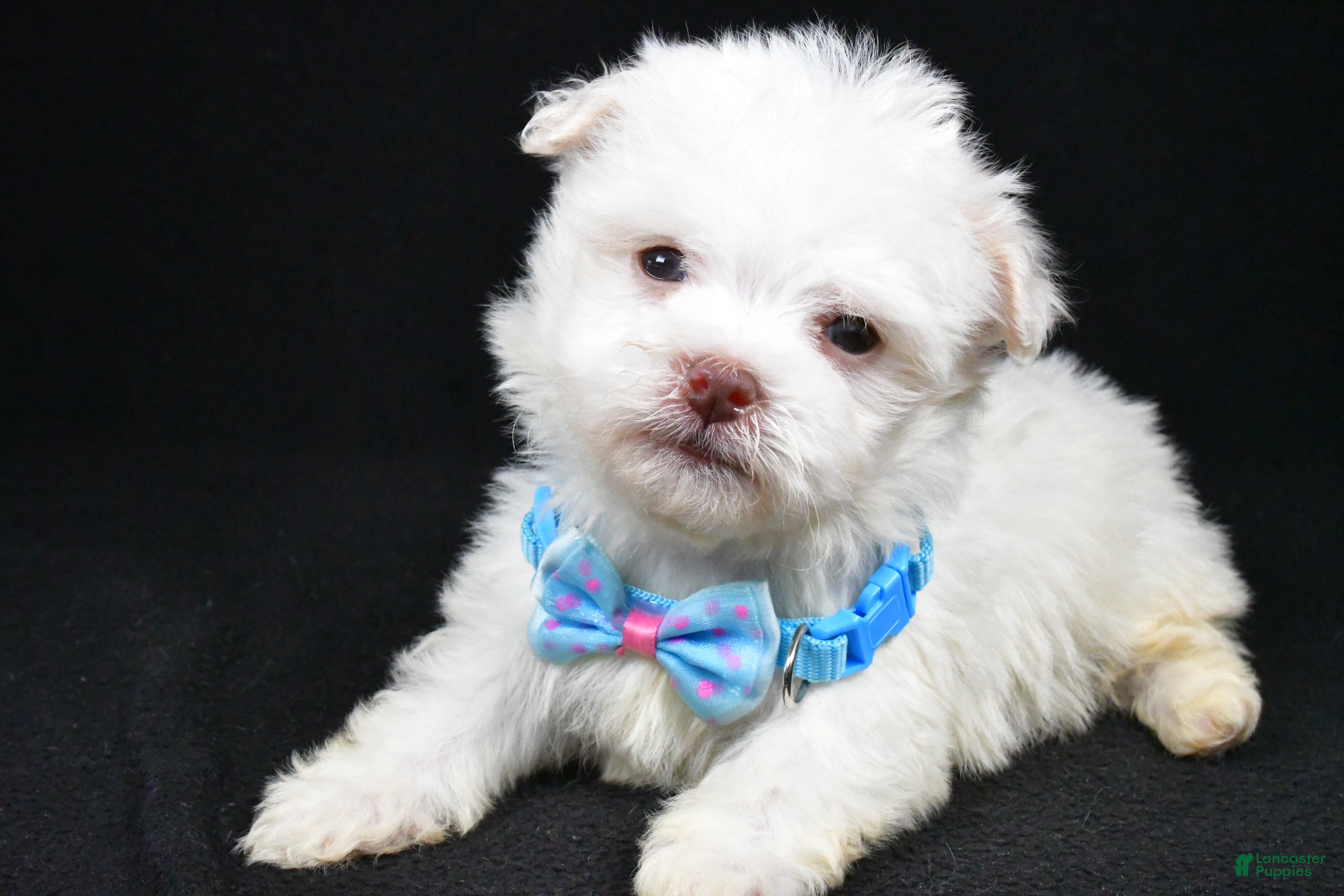 Havanese dogs Charles - Ad 41