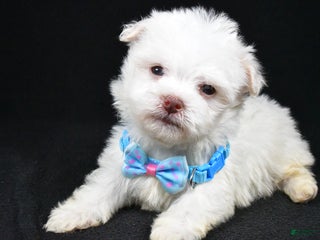 Havanese dogs Charles - Ad 41