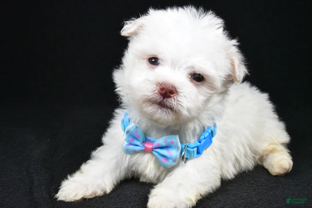 Havanese dogs for sale: Charles - Ad 1