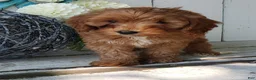 Cavapoo dogs for sale: Delilah - Ad 3