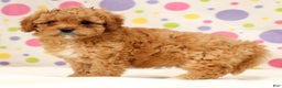 Cavapoo dogs for sale: Amelia - Ad 6