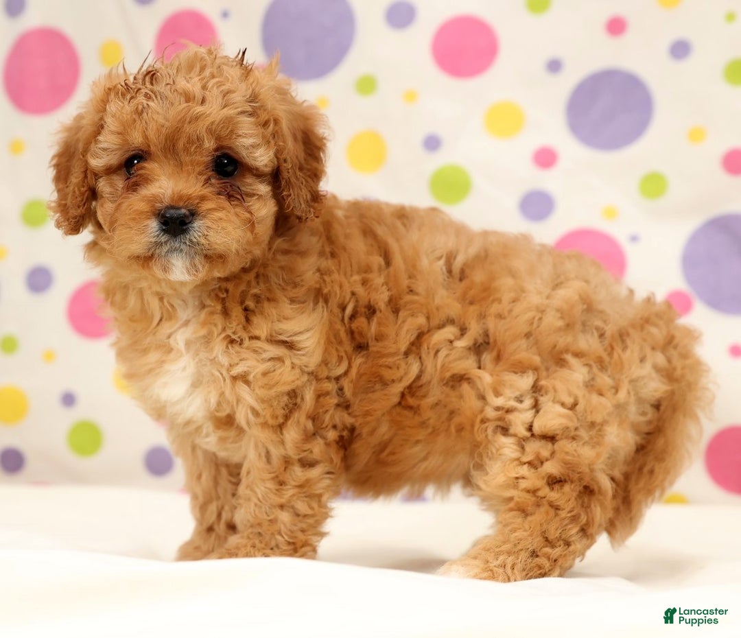 Cavapoo dogs for sale: Amelia - Ad 6