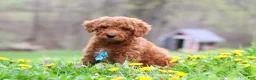 Standard Poodle dogs for sale: Max - Ad 5