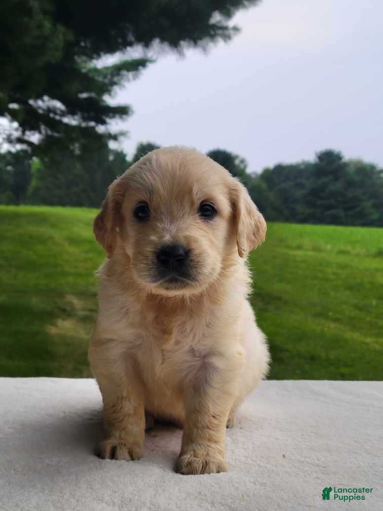 Golden Retriever dogs Misty - Ad 1