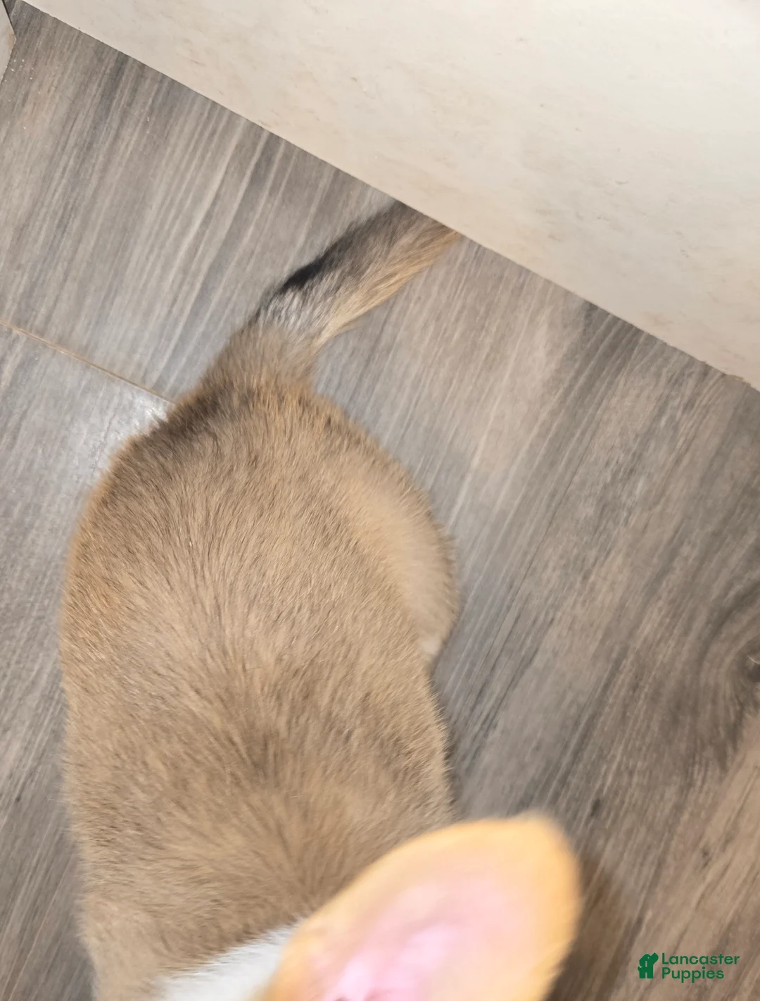 Mixed Breed dogs for sale: Mixed Breed 1 - Ad 2
