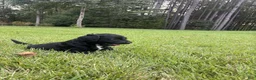 Goldendoodle dogs for sale: Boots - Ad 3