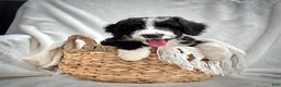 Bernedoodle dogs for sale: Cooper - Ad 8