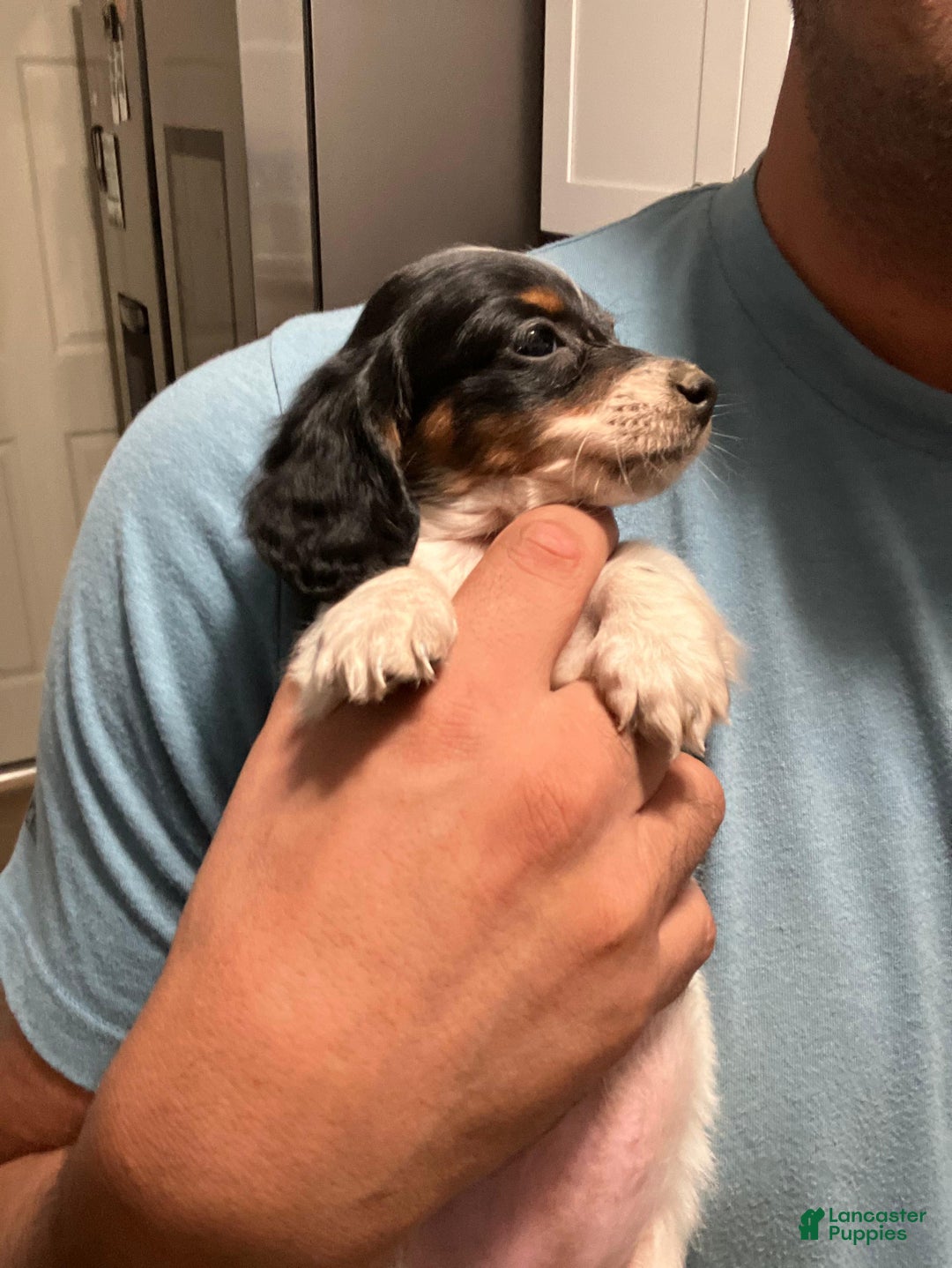 Miniature Dachshund dogs for sale: Miniature Dachshund Puppy 3 - Ad 6