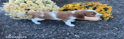 Welsh Springer Spaniel dogs for sale: Lance - Ad 10