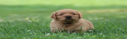 Golden Retriever dogs for sale: Oliver - Ad 3
