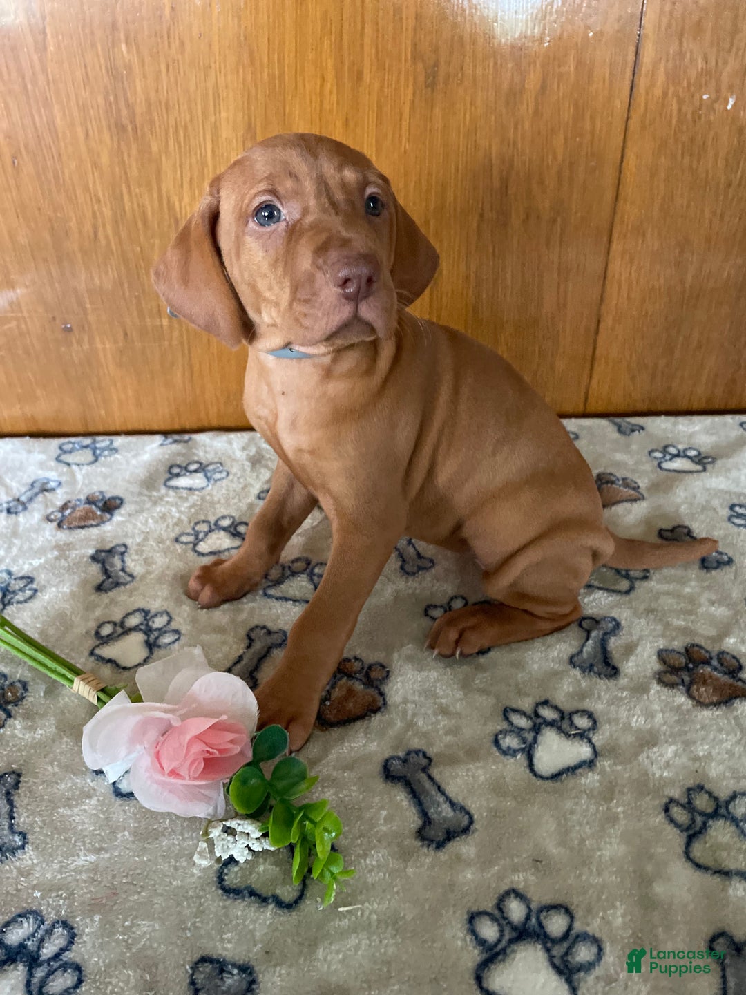 Vizsla dogs for sale: Star - Ad 3