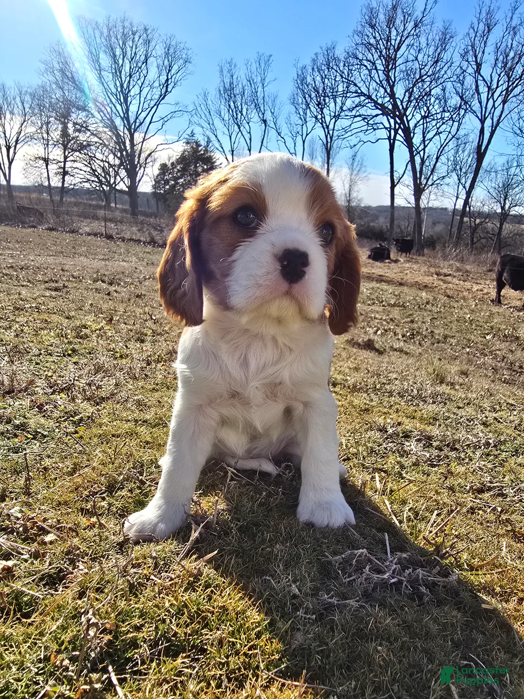 Cavalier King Charles Spaniel dogs for sale: Dolly - Ad 5