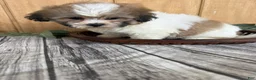 Teddy Bear dogs for sale: Lizzie - Ad 20