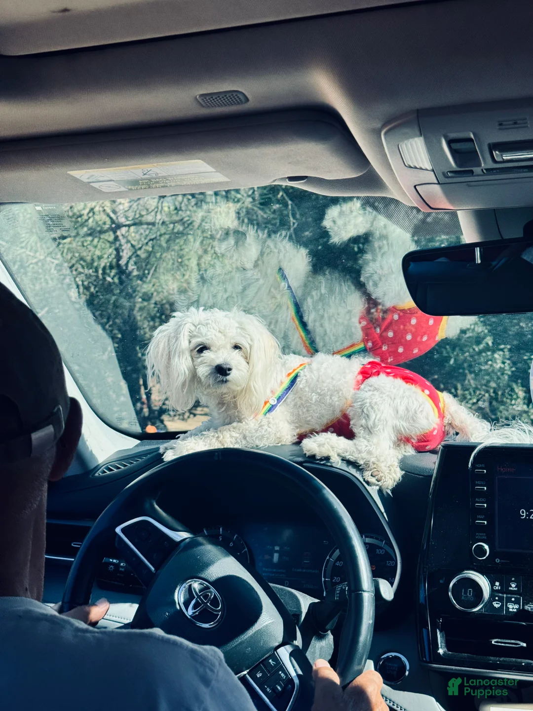 Bichon Frise dogs for sale: Bichon Frise Puppy 2 - Ad 2