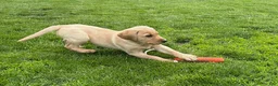 Labrador Retriever dogs for sale: Archie - Ad 2