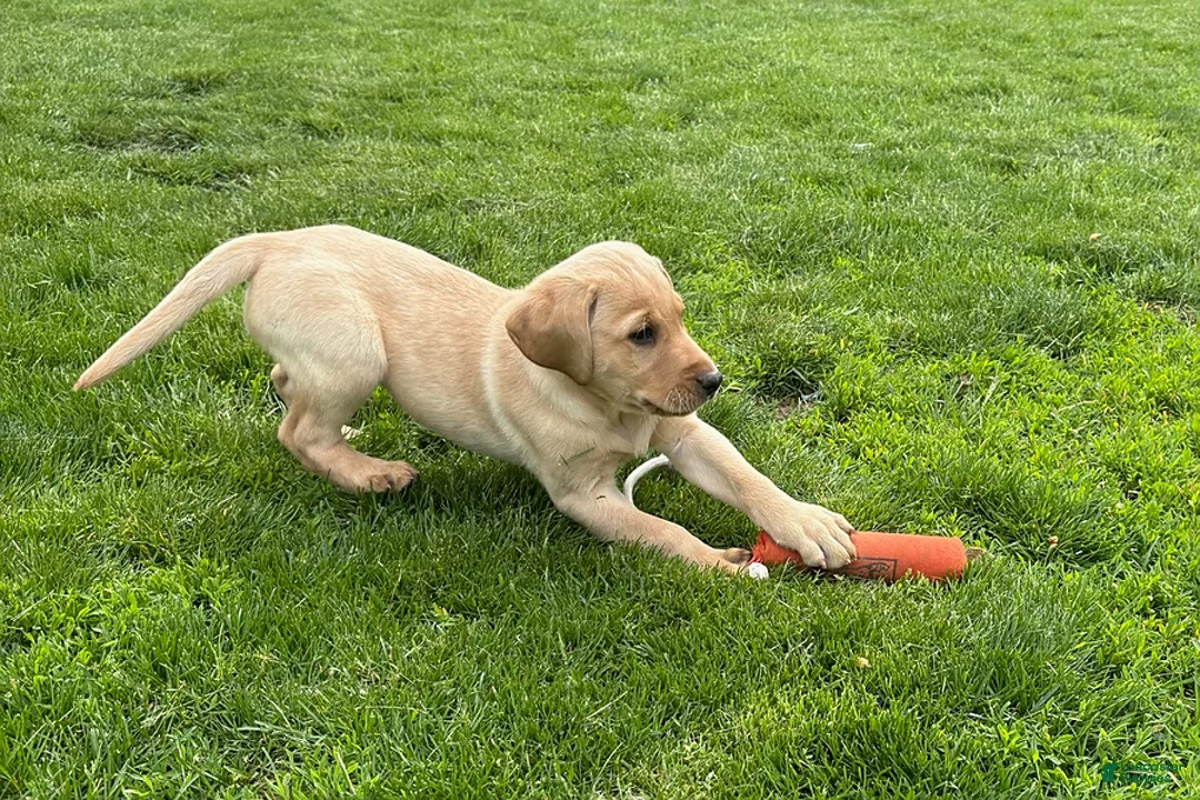 Labrador Retriever dogs for sale: Archie - Ad 2
