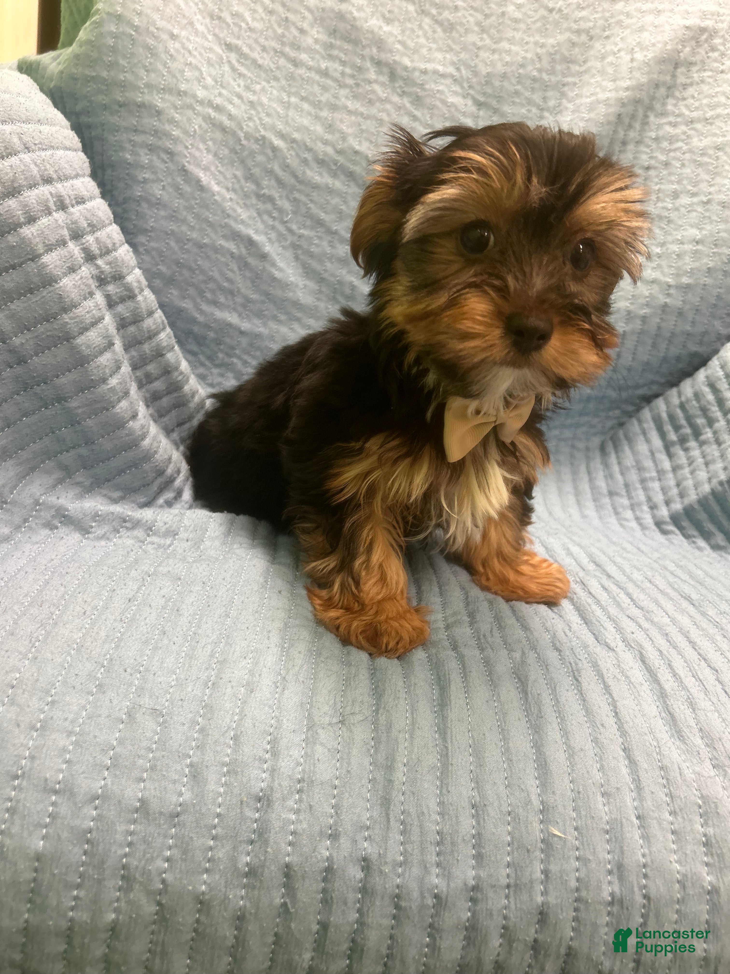 Morkie dogs Morkie Puppy 5 - Ad 38