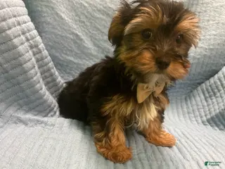 Morkie dogs Morkie Puppy 5 - Ad 34
