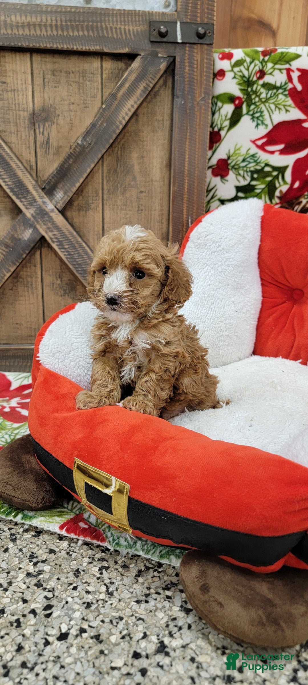 Toy Poodle dogs for sale: Moses - Ad 3