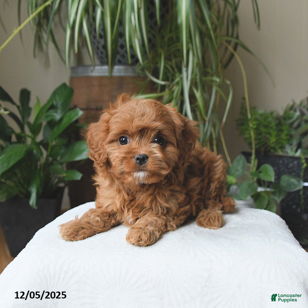Cavapoo dogs for sale: Lucky - Ad 3