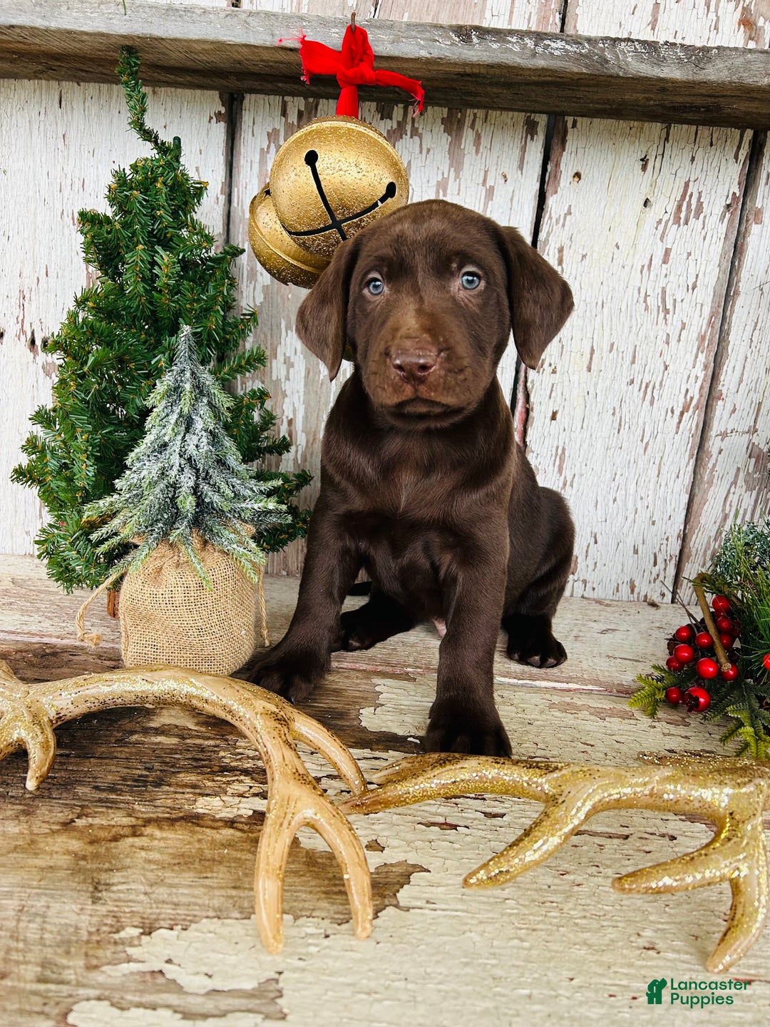 Labrador Retriever dogs for sale: Dancer - Ad 7