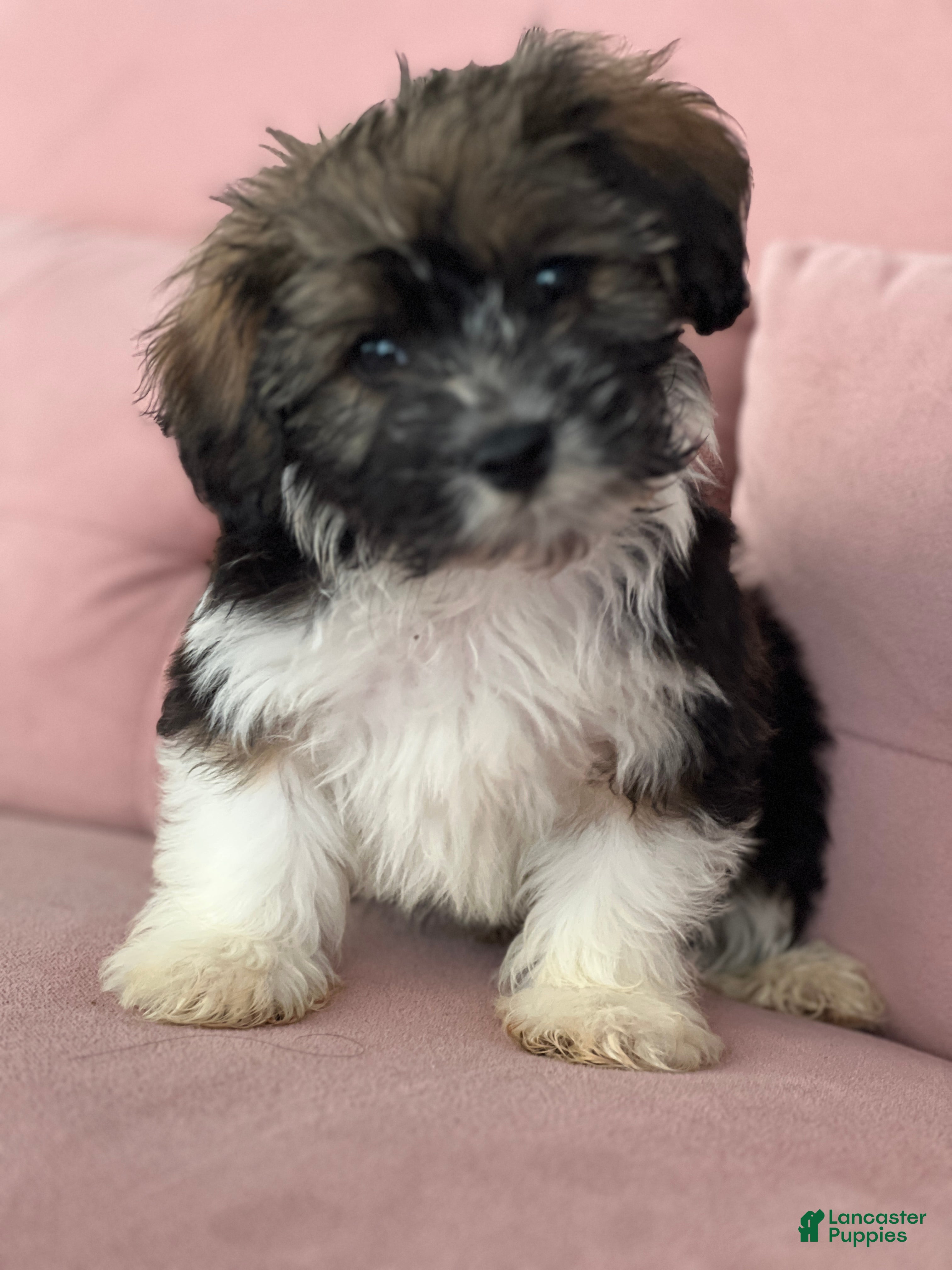 Havanese dogs Solomon - Ad 26