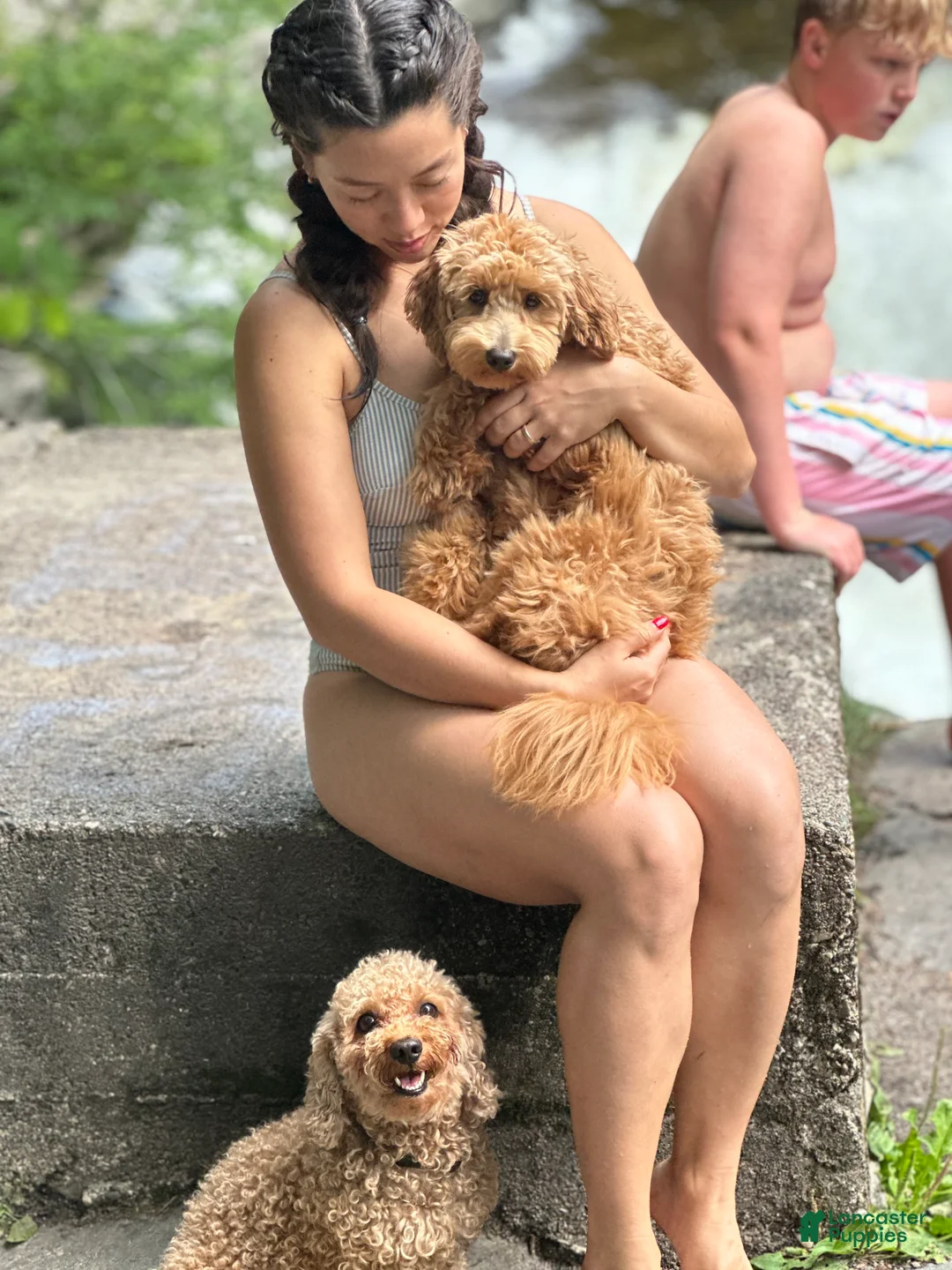 Mixed Breed dogs for sale: Dr Doofenshmirtz - Ad 6